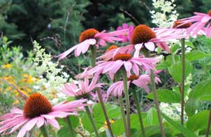 Athyrium Landscaping Plantings