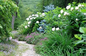 Athyrium Landscape Design - Peonies