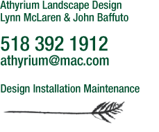 athyrium landscaping